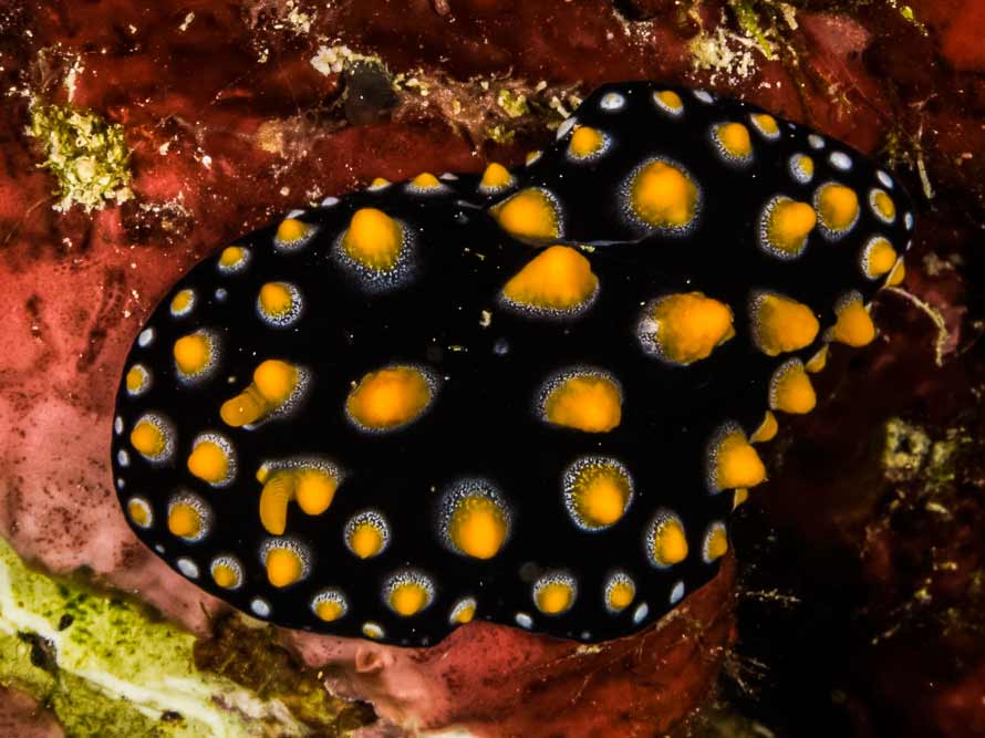 Phyllidia madangensis